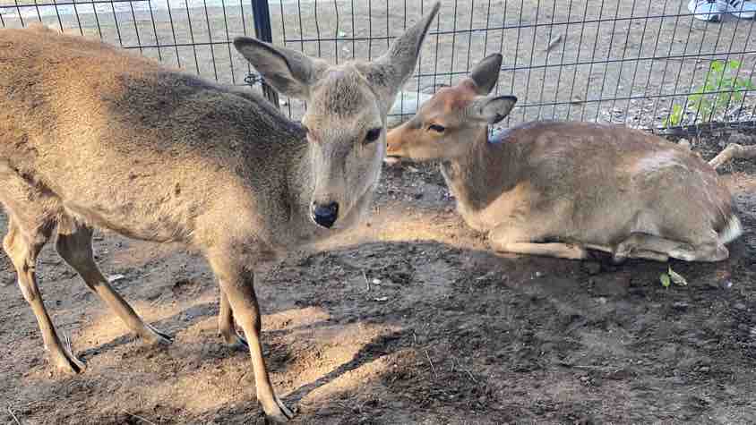 深田 OPENREC.tv (オープンレック)